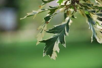 Quercus cerris 'Argenteovariegata' - dub cer - list